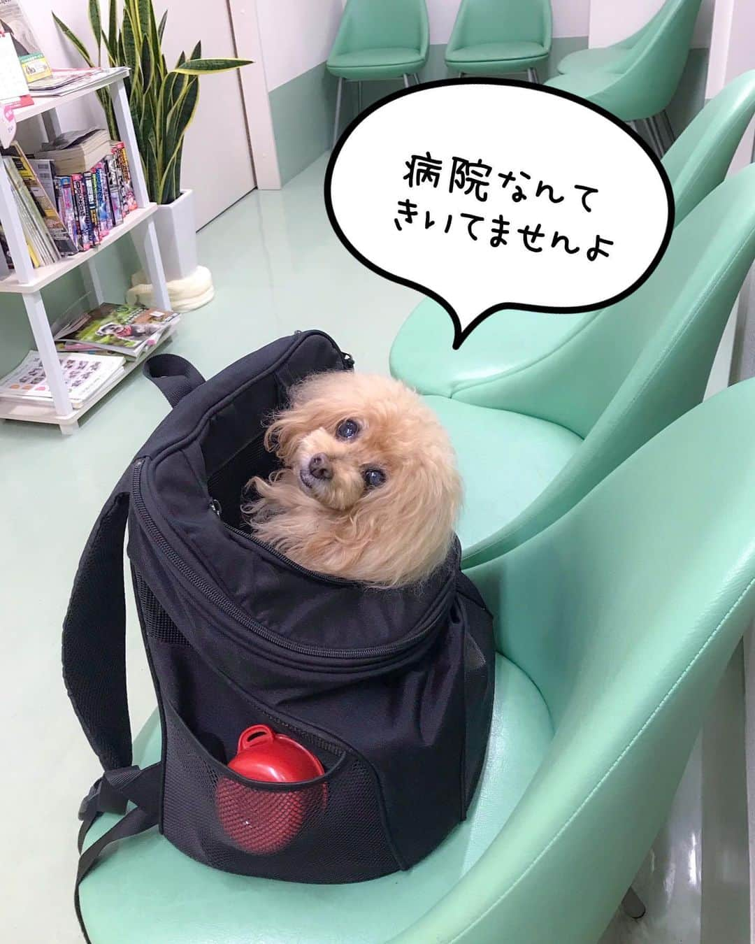 Toypoodle Mikuru?Asakusa Tokyoのインスタグラム