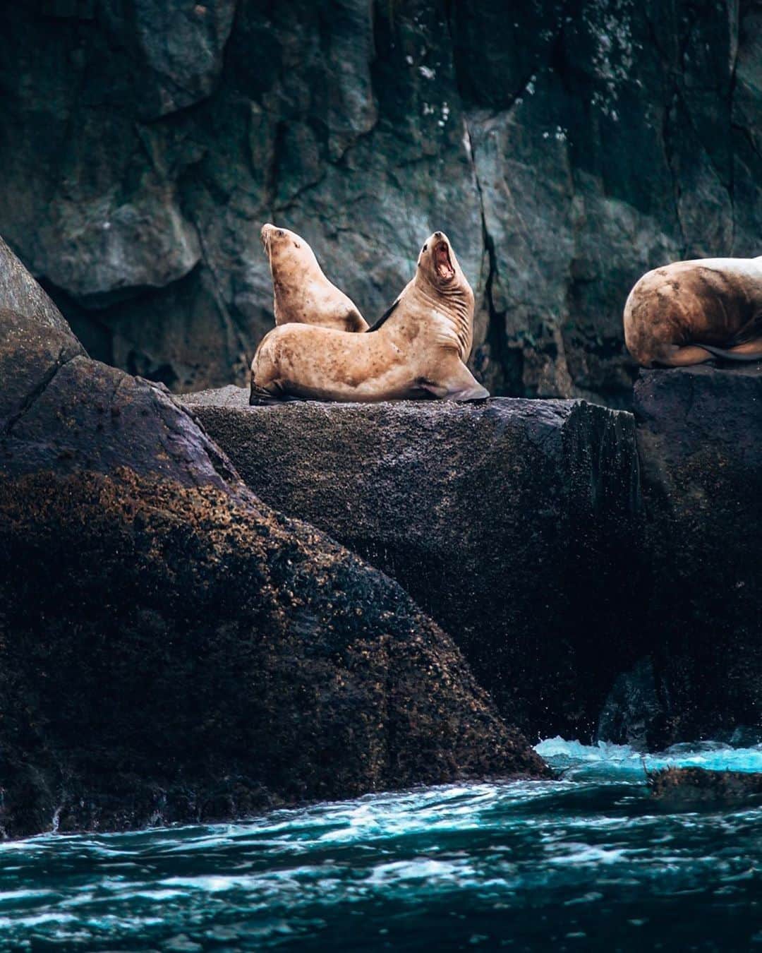 Visit The USAさんのインスタグラム写真 - (Visit The USAInstagram)「How cute are these Steller sea lions? Kenai Fjords National Park has so much to offer – from a wildlife tour along the beautiful coastline to kayaking through the water. Those activities not your thing? Try camping, fishing, bicycling, hiking, cross-country skiing or the ranger programs. There really is something for everyone! 📷: @thepatchcollection #VisitTheUSA」11月27日 23時00分 - visittheusa