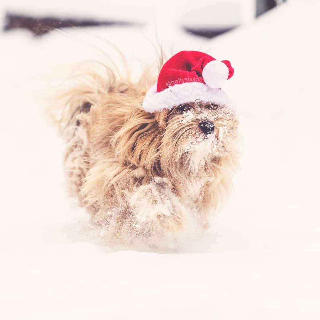 Holly Sissonさんのインスタグラム写真 - (Holly SissonInstagram)「Years ago, on a snowy Christmas Day ❄️ Wishing all my US followers safe travels for their celebrations this week! 🦃🇺🇸🎉 #waybackwednesday #snow #Toronto #dog #Havanese #santapaws ~ See more of Oliver, and Alice & Finnegan, on their pet account @pitterpatterfurryfeet ~ Canon 1D X MkII + 70–200 f2.8L IS MkII @ 200mm f5 1/1000 (See my bio for full camera equipment information plus info on how I process my images. 😊) ~ @bestwoof #bestwoof #xmaswonders」11月27日 23時09分 - hollysisson