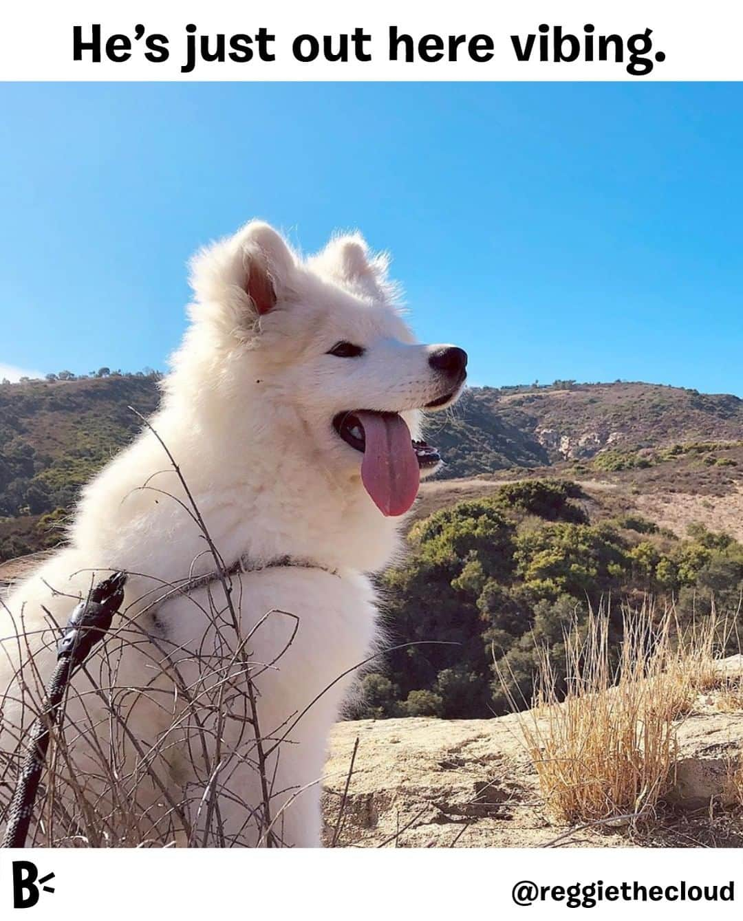 BarkBoxさんのインスタグラム写真 - (BarkBoxInstagram)「Let the man vibe.⁠ ⁠ @reggiethecloud」11月28日 9時10分 - barkbox