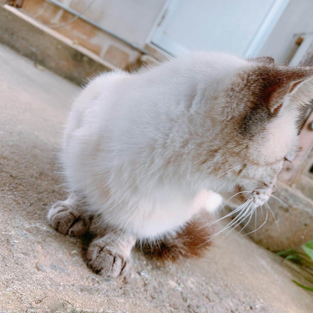 街山みほさんのインスタグラム写真 - (街山みほInstagram)「古民家にネコちゃんがいたよ🐱💓﻿ ﻿ #ネコ #ねこ #猫 #可愛い #かわいい #沖縄 #古民家」11月28日 9時10分 - machiyamamiho