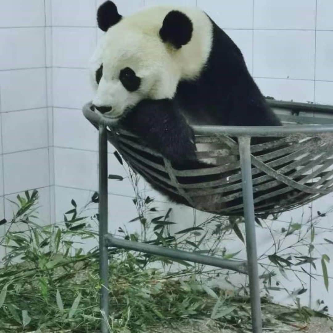スミソニアン国立動物園さんのインスタグラム写真 - (スミソニアン国立動物園Instagram)「🐼Bei Bei is settled at his new home in China at the Bifengxia panda base.  He did really well on the FedEx Panda Express and mostly ate and slept during the 16-hour trip. Laurie Thompson, assistant curator of giant pandas and Don Neiffer, chief veterinarian provided his in-flight snacks and made sure he had bamboo, water, apples, carrots, pears and sweet potatoes. A few times when they checked on him, he was sound asleep in his crate.  Bei Bei has an indoor enclosure with a hammock and a yard that he can use. The yard is as large as the yard he had at the Zoo. He was a little overwhelmed by the new people and sounds at first, but he quickly adjusted to his new surroundings.  Last Thursday, the panda base had a welcome party for Bei Bei. After the party, Laurie had time to talk about Bei Bei with his new keeper. She showed her the training behaviors Bei Bei mastered during the past four years, including holding his arm out for a blood draw, lying down, presenting his paws and opening his mouth for a quick dental check. Afterwards, he trained with his new keeper and did all of the behaviors she asked for.  He seemed to really enjoy the many types of bamboo that grow around the base, especially the bamboo shoots. Bamboo shoots are tender parts of the bamboo and filled with water. All of the giant pandas love bamboo shoots, but where the Zoo is located in the United States they only grow in the spring. Now, Bei Bei will be able to eat bamboo shoots all year round. He also tried some new foods. On Friday, Bei Bei ate the panda bread that is made especially for the pandas living at the bases. And, he ate a carrot for his new keeper which was encouraging since he does not particularly like them.  He also has a little bit of home with him at Bifengxia. Laurie brought his red ball, which he likes to curl up and sleep with tucked between his arms.  On Friday afternoon, Laurie and Don departed the base and traveled back to Chengdu to prepare for their flight back to the United States. By the time they left the base, Bei Bei was spending time outside and seemed to be adjusting well. #PandaStory #ByeByeBeiBei」11月28日 9時10分 - smithsonianzoo