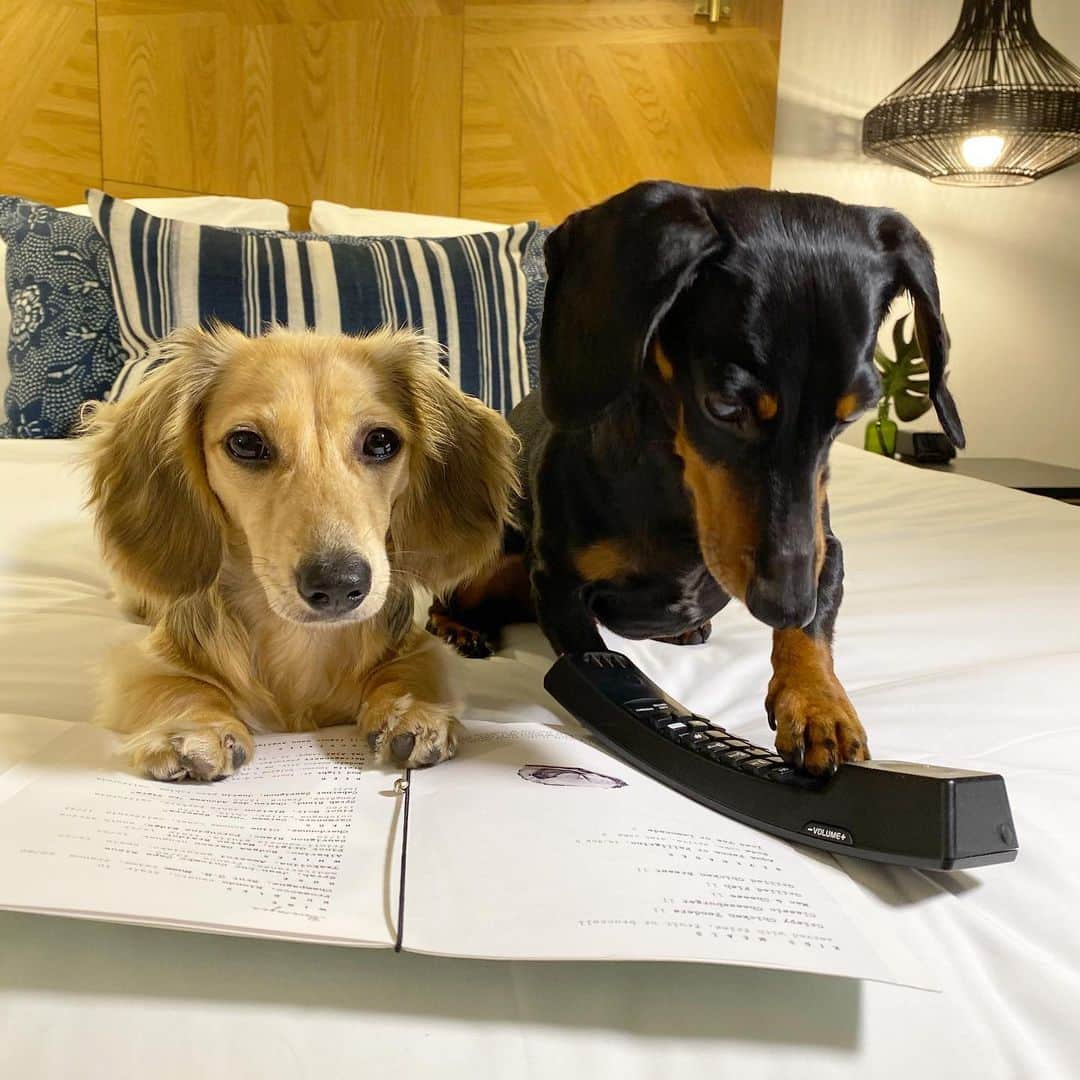 Crusoe the Celebrity Dachshundさんのインスタグラム写真 - (Crusoe the Celebrity DachshundInstagram)「“How does this thing work?.. Daphne and I trying to figure out how to call room service so we can have ourselves some turkey! Happy Thanksgiving from us at the @anglershotel in MIAMI!” ~ Crusoe」11月28日 9時52分 - crusoe_dachshund