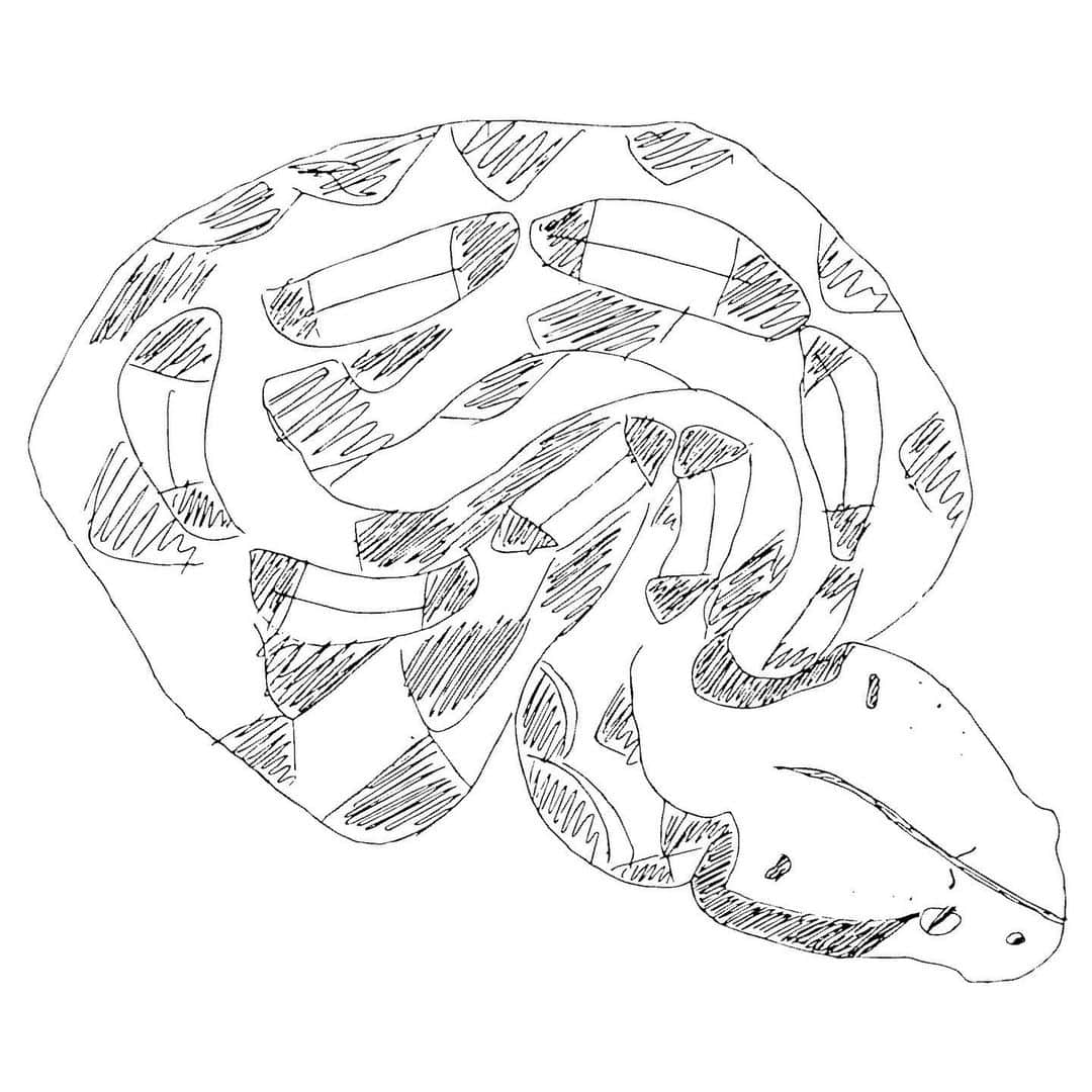 高松雪乃さんのインスタグラム写真 - (高松雪乃Instagram)「久しぶりの画伯です🥺 何を描いたでしょう？ヒント🌟尻尾を巻くトカゲ！  前回のはちゅドル画伯の正解はガボンアダーでした！ #爬虫類 #はちゅドル #はちゅドル画伯」11月28日 9時54分 - yukinotakamatsu