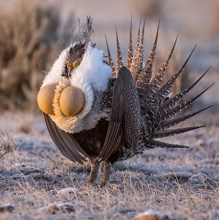 Discoveryさんのインスタグラム写真 - (DiscoveryInstagram)「The holiday Grouse is here. The greater sage-grouse, often referred to as the sagehen, is the largest grouse in North America. 📸 by Jason Loftus ( @untamedimagesbyjl ) . . . . #adventure #travel #nature #photography #photooftheday #naturephotography #instagood #wildlifeIG #explore #naturelovers #holiday #turkey #gobblegobble #thanksgiving #feast #grouse #GreaterSageGrouse #Thanksgiving2019」11月28日 2時09分 - discovery