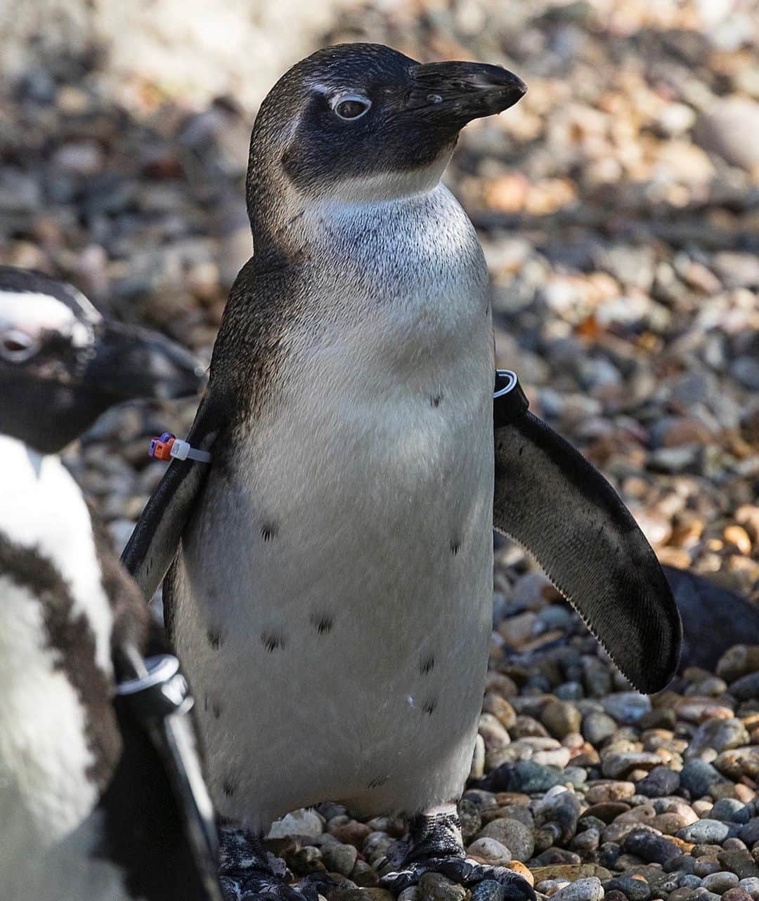 San Diego Zooさんのインスタグラム写真 - (San Diego ZooInstagram)「November's Penguin Progress Report is waddling into your holiday feed, and it’s a juicy one. ⠀⠀⠀⠀⠀⠀⠀⠀⠀ ⠀⠀⠀⠀⠀⠀⠀⠀⠀ 🐧 Doug is 𝗢𝗨𝗧𝗦𝗧𝗔𝗡𝗗𝗜𝗡𝗚. During his "teenager" phase, he was argumentative and pretty nasty, picking fights with other birds just minding their own business. Thankfully, Doug seems to be over his teen angst and is now becoming more friendly with keepers and his feathered friends. ⠀⠀⠀⠀⠀⠀⠀⠀⠀ ⠀⠀⠀⠀⠀⠀⠀⠀⠀ 🐧 Courtney  𝗡𝗘𝗘𝗗𝗦 𝗜𝗠𝗣𝗥𝗢𝗩𝗘𝗠𝗘𝗡𝗧. She was sneaking around behind McKinny's back and left him for Mac, who had a beautiful nest box. A few days later, the males fought over Courtney and the nest box. Mac lost and was forced to look for a new home while Courtney moved into his box with McKinney. But it doesn't end there. While McKinney is in their stolen nest box, Courtney has been seen on the beach flirting and swimming with Mac. She's a two-timer and it's not fair to either of the boys. ⠀⠀⠀⠀⠀⠀⠀⠀⠀ ⠀⠀⠀⠀⠀⠀⠀⠀⠀ Double-tap if you're thankful for #PenguinBeach this holiday season. 🐧 #PenguinProgressReport #sandiegozoo #moredramathantherealhousewives」11月28日 2時13分 - sandiegozoo