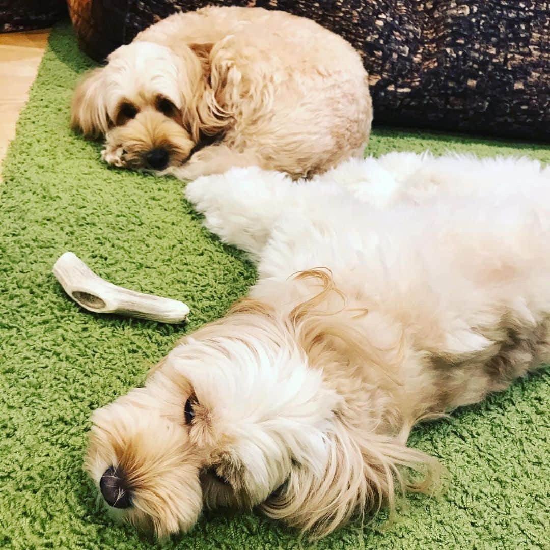 北山陽一のインスタグラム：「まうまうタイプとまうまあないタイプ。#きたやまおもち #きたやまおかき」