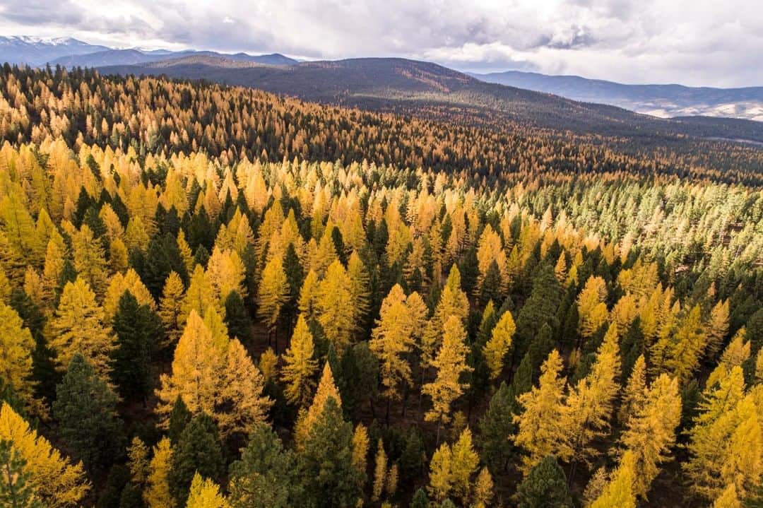National Geographic Travelさんのインスタグラム写真 - (National Geographic TravelInstagram)「Photo by @lucalocatelliphoto | During a recent road trip through the United States on assignment for National Geographic, I was lucky enough to find myself in Montana during the fall. I couldn’t resist flying my drone to take pictures of the trees changing colors in a valley near Missoula.  To discover more stories about our environment and efforts to save it, follow me @lucalocatelliphoto. #montana #landscape #nature #environment #lucalocatelliphoto」11月28日 2時39分 - natgeotravel