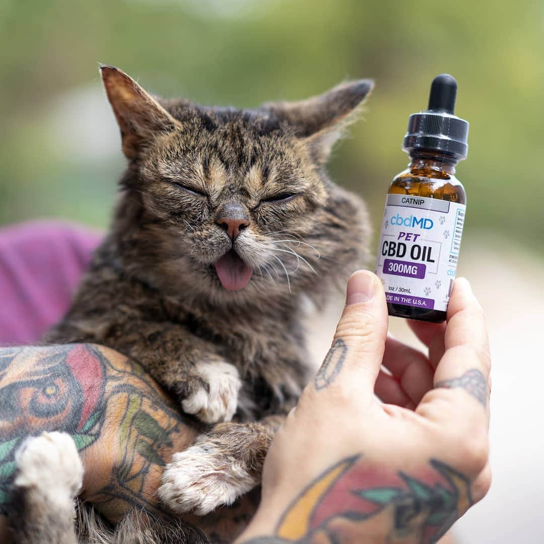 Lil BUBさんのインスタグラム写真 - (Lil BUBInstagram)「This year BUB is especially thankful to cbdmd for making CBD oil that helps her with her achey bones. If your pet could use some relief, go to the link in BUB's bio (www.cbdmd.com/bub) and get 20% off with discount code BUB.」11月28日 3時00分 - iamlilbub
