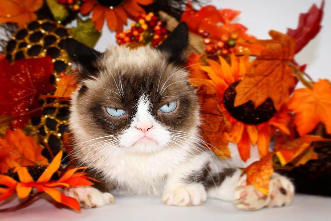 Grumpy Catさんのインスタグラム写真 - (Grumpy CatInstagram)11月28日 3時14分 - realgrumpycat