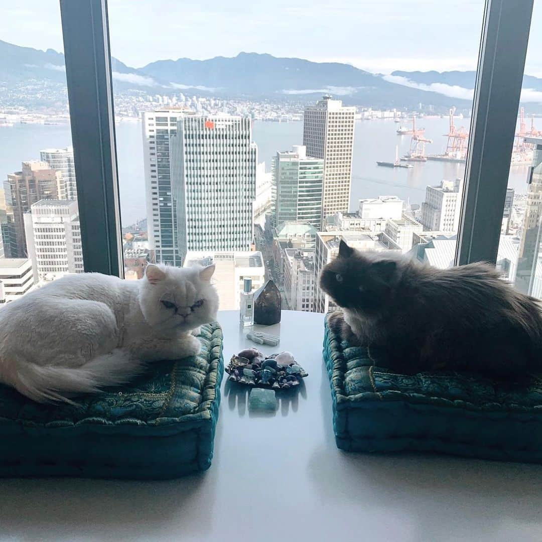 ケイティ・キャシディさんのインスタグラム写真 - (ケイティ・キャシディInstagram)「Nothing beats days off with my fur babies!!! #Carlos #Cooper」11月28日 3時21分 - katiecassidy