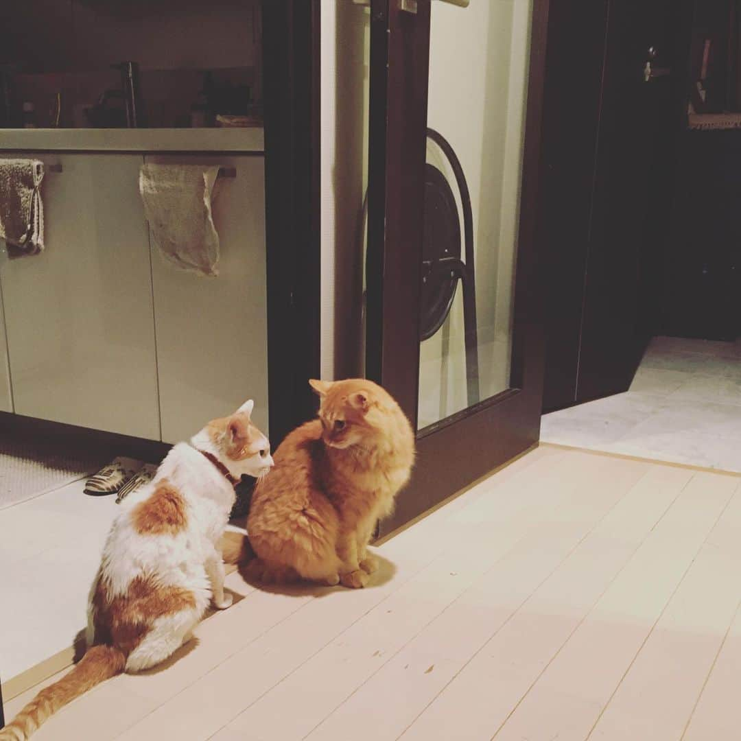 猫沢エミさんのインスタグラム写真 - (猫沢エミInstagram)「見つめ合うふたり😍  うっとり♡  #猫沢イオ #ユピ坊　#猫沢組  #chanechoes」11月28日 4時50分 - necozawaemi