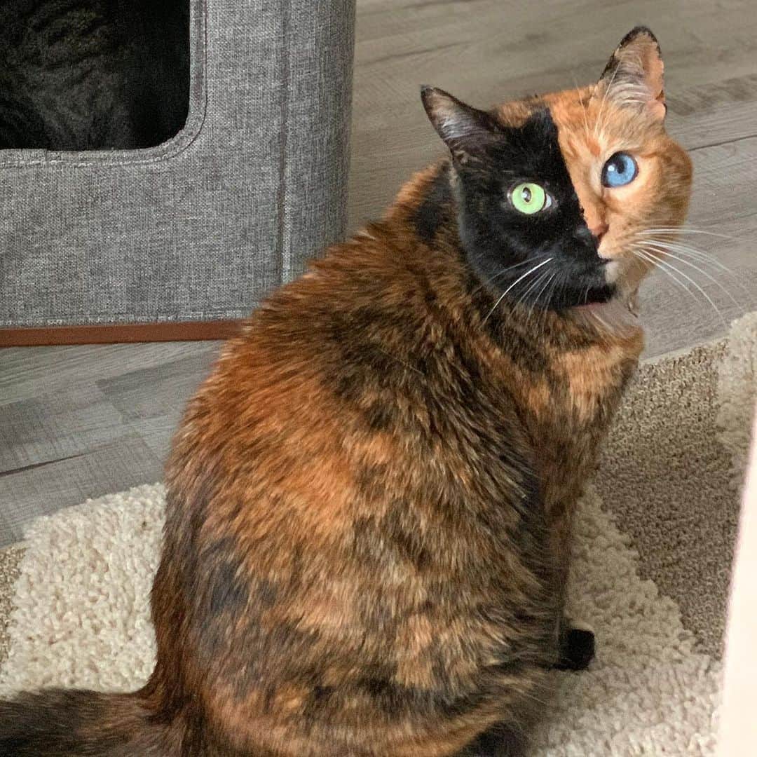 Venus Cat さんのインスタグラム写真 - (Venus Cat Instagram)「You take that back Mom! In no way do I resemble a butterball turkey in this pic....right?? 🙀」11月28日 5時12分 - venustwofacecat