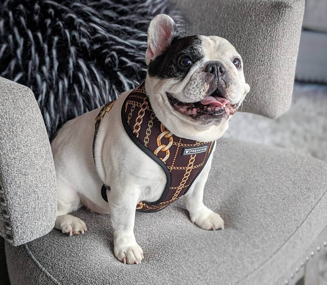 Manny The Frenchieのインスタグラム：「Can't stress enough, I'm ready to EAT!😋 New winter line from @frenchie_bulldog just dropped!」