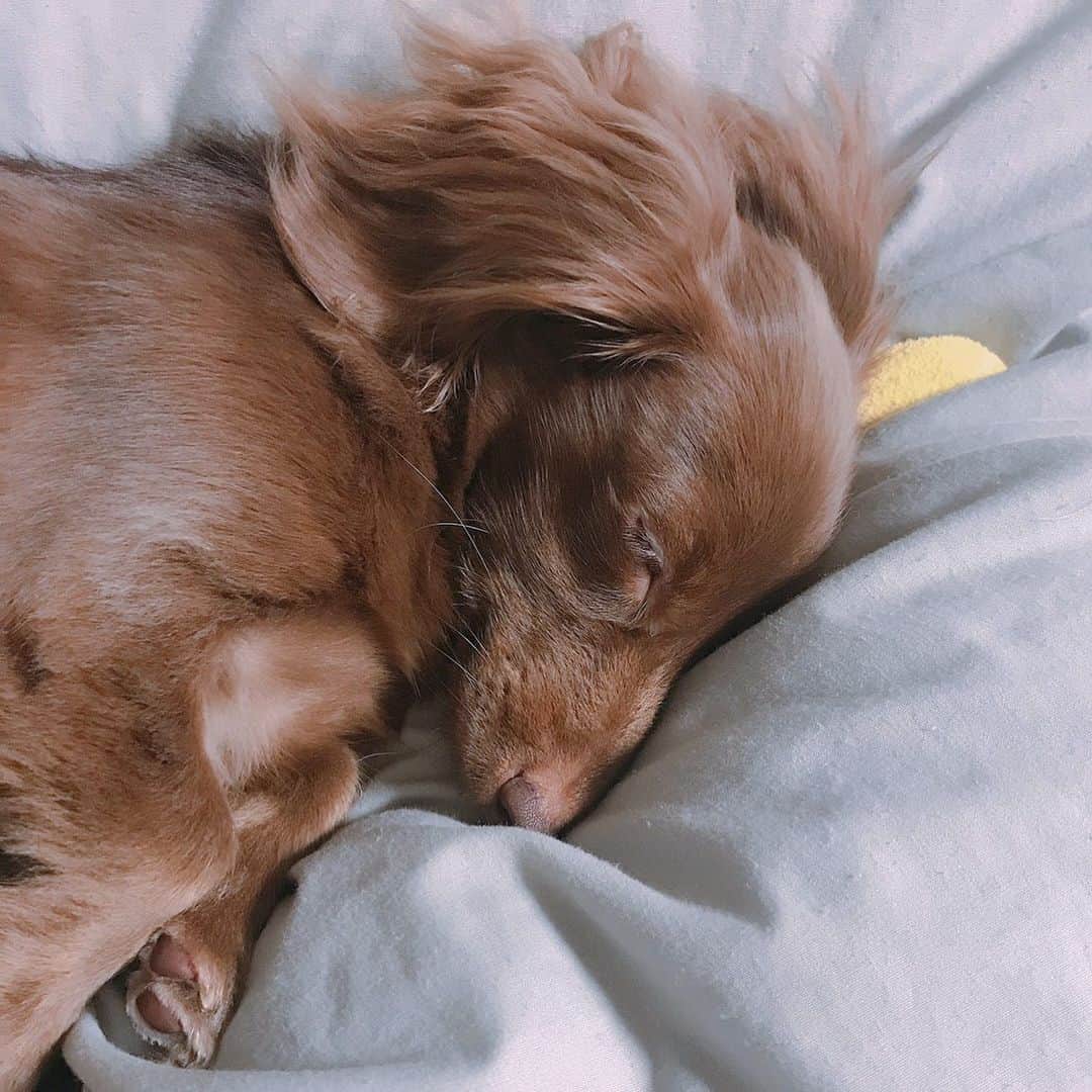 北見寛明のインスタグラム：「一生守ってやるからな #犬の寝顔みながら犬に伝える #寝ながら尻尾振りだした #聞こえてるんかい #寝言言い出した #夢見てただけ #いつの日か人に言いたい  #犬　#仔犬  #ミニチュアダックス #dog #dogstagram #dogsofinstagram #doglover #dogs_of_instagram #doggo #dogsofinsta #dachshund #dachshundsofinstagram #dachshundgram #dachshundpuppy #dachshundlife」