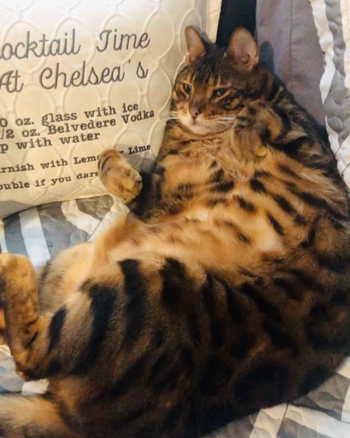 ヘザー・マクドナルドのインスタグラム：「Does anyone else feel like their pet is not pulling their weight this holiday season? P.s. this is not a flattering angle.」