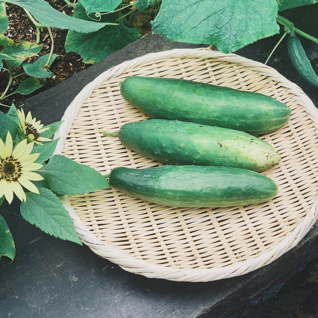 吉川ひなのさんのインスタグラム写真 - (吉川ひなのInstagram)「お庭のorganic farmで種から育てた🥒をまたまた収穫❤︎ 瓜科の野菜はぐんぐん育って楽しいし嬉しい🥰  もちろん、手のかかるまだまだ成長途中の野菜たちも愛おしいけど💘  お庭で自分で育てた野菜を使うと日々の料理の喜びもひ、と、し、お😝💘 #HinanoSustainableLife #HinanoHawaiiLife #organicfarm #自然農法 #無農薬無肥料野菜」11月28日 6時35分 - hinanoyoshikawa