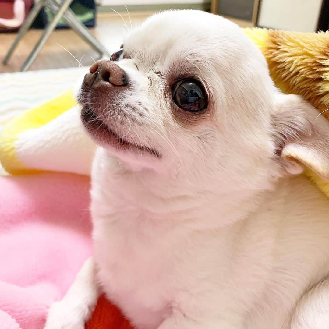 KORIKIのインスタグラム：「おはようございます♪ * #dogofsapporo #dog, #dogs, #dogstagram,#chihuahua,#犬バカ部,#チワワ,#koriki, #hanadog #白スムチ連合会, #スムチー,  #dogofthedayjp, #dogoftheday  #ilovemydog #instadog #instapet #WhiteChihuahua  #吉娃娃 #치와와  #dogsofinstagram #Chihuahualover  #ชิวาวา #チワワの輪 #barkbox #WhiteChihuahuaParty #もふもふモフモフ」
