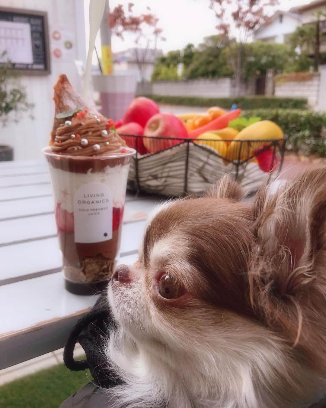 kayoのインスタグラム：「* * お散歩途中に甘いもの補給😋 ↑(ママが🤣) * * 期間限定の マロンショコラパルフェ🌰✨ * 生クリーム苦手だけど豆乳クリームだからペロリと食べれます😋💗 チョコムースも濃厚で美味しかったー🍫✨ * * Lychee❤️ * * #リビングオーガニックス * #chihuahua#chihuahualove#dogstgram#dog#instadog#チワワ#チワワ大好き * *」