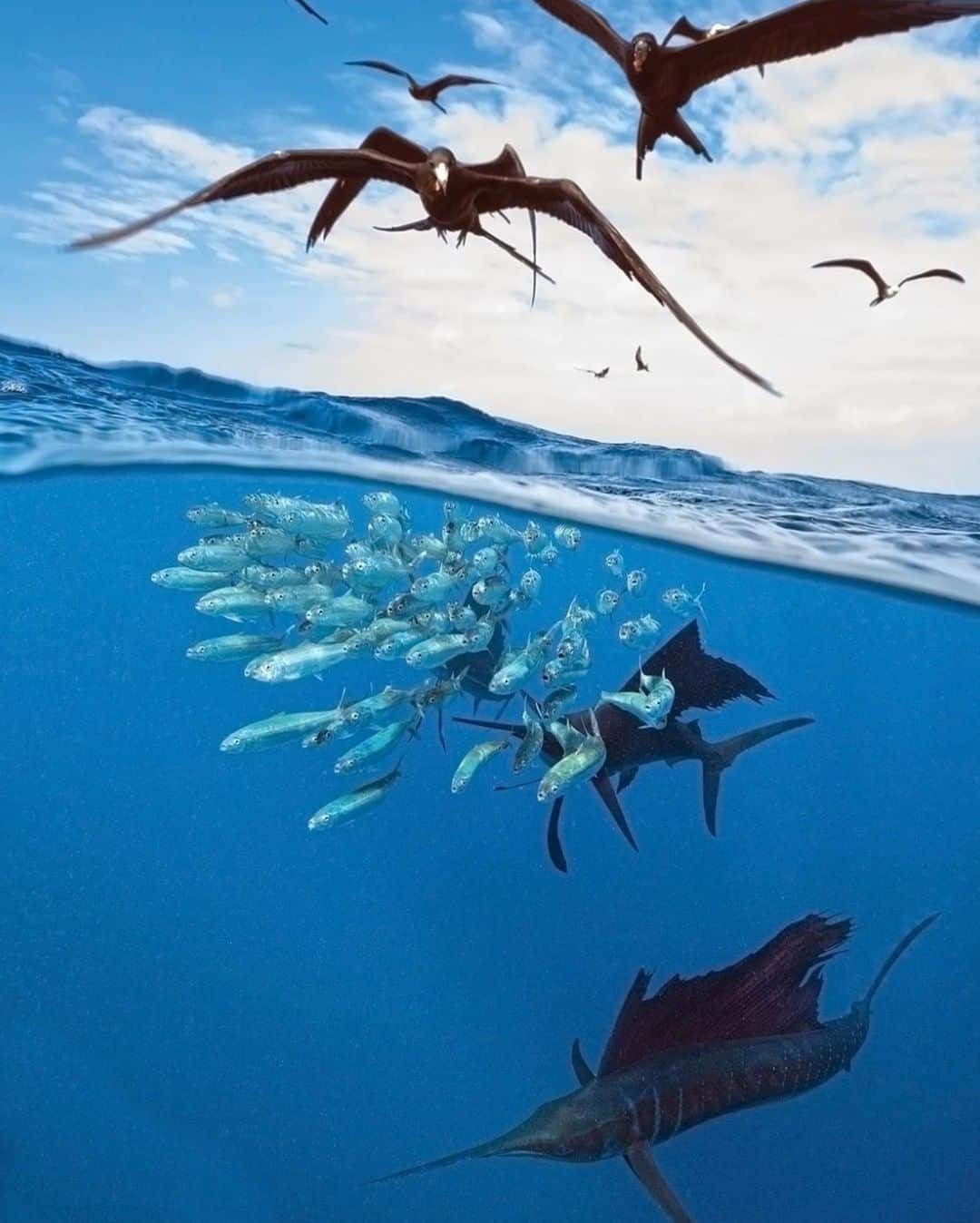 Costa Sunglassesのインスタグラム：「Pinned by beaks and bills. 📷: Brandon Cole #SeeWhatsOutThere」