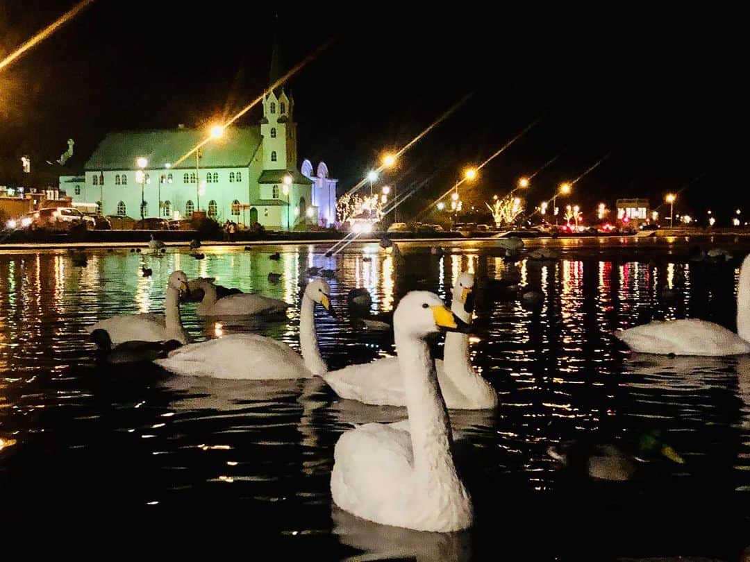 コリン・ドネルのインスタグラム：「Hello Mr Swan • • • #Iceland #LoveOnIceland #Hallmark #Winterfest #Swan #OnLocation」