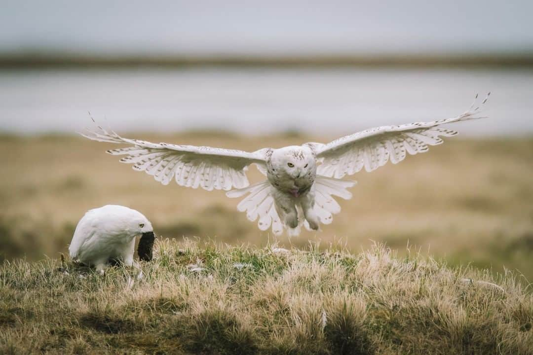 National Geographic Travelさんのインスタグラム写真 - (National Geographic TravelInstagram)「Photo by @kiliiiyuyan | A female snowy owl lands at its nest as its mate watches, holding a lemming captured for their young. These owls are nesting on the tallest hummock in Qupaluk, Alaska, a tundra wetland paradise for nesting migratory birds. Follow me @kiliiiyuyan for more from the north and beyond. #alaska #snowyowl #NPR-A」11月28日 7時41分 - natgeotravel