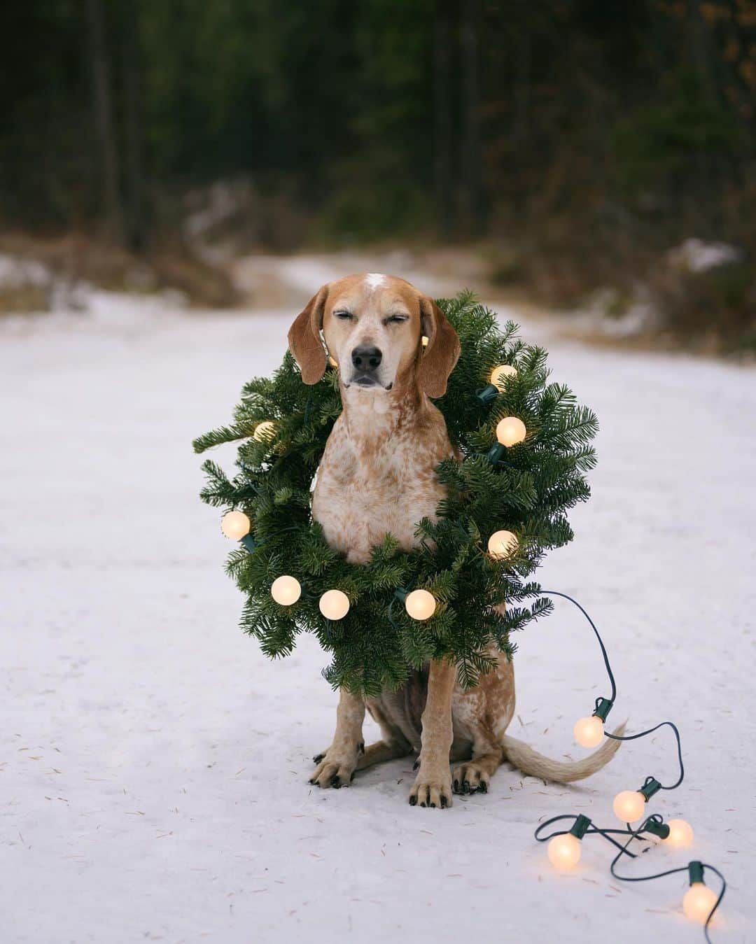 マディのインスタグラム：「Decorating doors & dogs today, def my fav time of year ✨🎄」