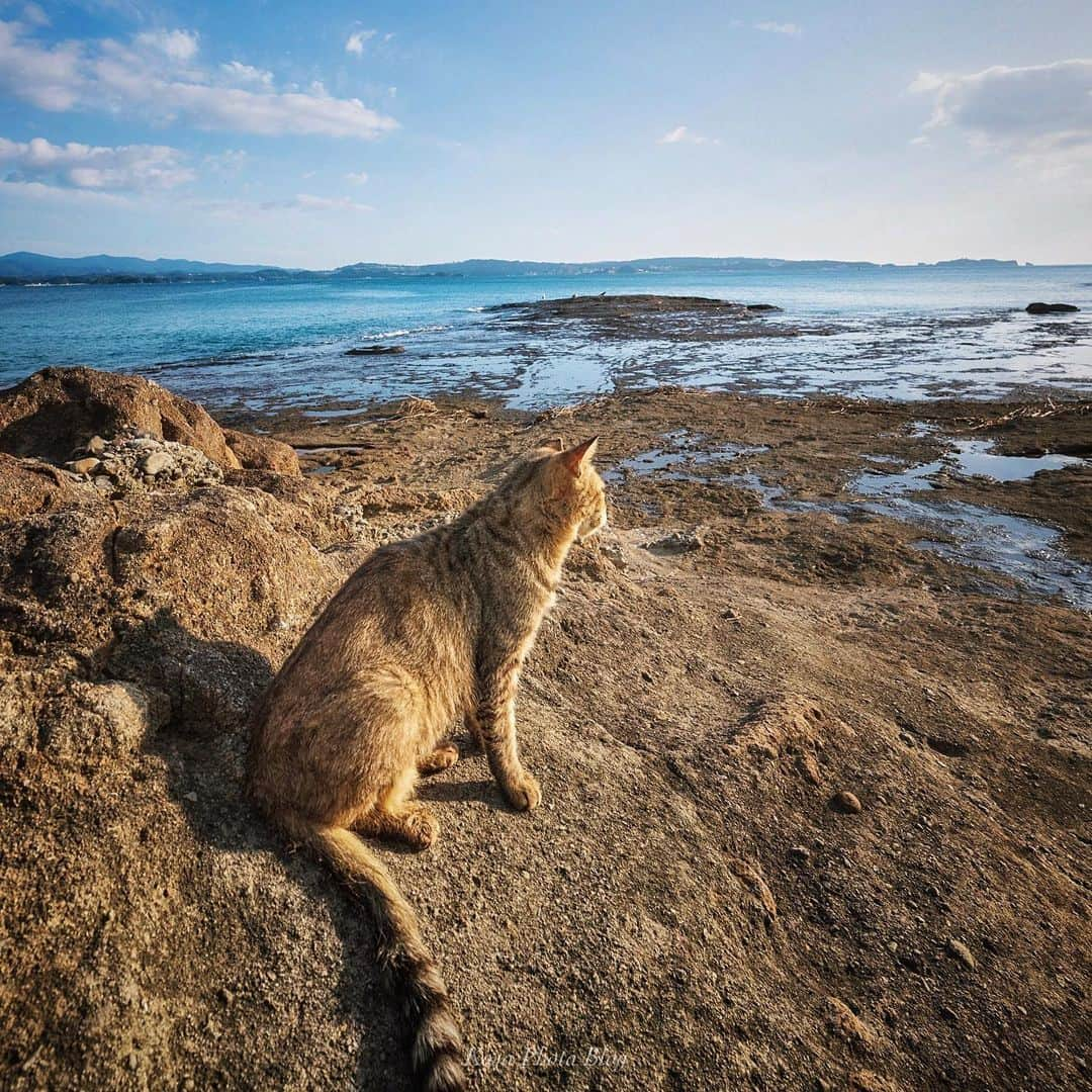 コサさんのインスタグラム写真 - (コサInstagram)「猫だって海を眺めることもあるんだニャー . Location:和歌山 Wakayama / Japan Data:2019年10月 . #たな旅 #天神崎 #jalan_neko #ほっとするひととき_jp #insta_wakayama #グッドトリップ和歌山 #Japan_Daytime_View #jgrv_member #広がり同盟メンバー #light_nikon  #art_of_japan_ #tokyocameraclub #dpj_member #team_jp_ #IG_PHOS #photo_jpn #ptk_japan #pt_life_ #bestjapanpics #Lovers_Nippon #YourShotPhotographer #sorakataphoto #LBJ_VIP #nipponpic_member #special_spot_member #s_shot #japan_of_insta #bestphoto_japan #Rox_Captures #IGersJP」11月28日 7時46分 - kosa_photo