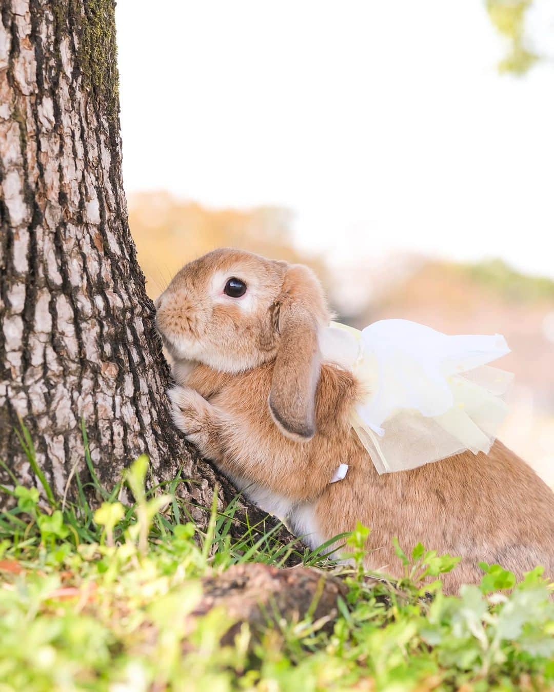 usagraphさんのインスタグラム写真 - (usagraphInstagram)「寒い時に木の幹を触るとあったかいよね😳 果たして共感してくれる人いるだろうか(笑 ＊ ＊ ＊  #うさぎ #rabbit #bunny #ふわもこ部  #WeeklyFluff #igersjp  #tokyocameraclub #東京カメラ部  #神戸カメラ部  #bunnystagram  #myfujilove  #今日もx日和 #xt3 #xf90mmf2  #うさぎ部 #ホーランドロップ #hollandlop  #ファインダー越しの私の世界 #art_of_japan #aoj_bokeh」11月28日 8時03分 - usagraph