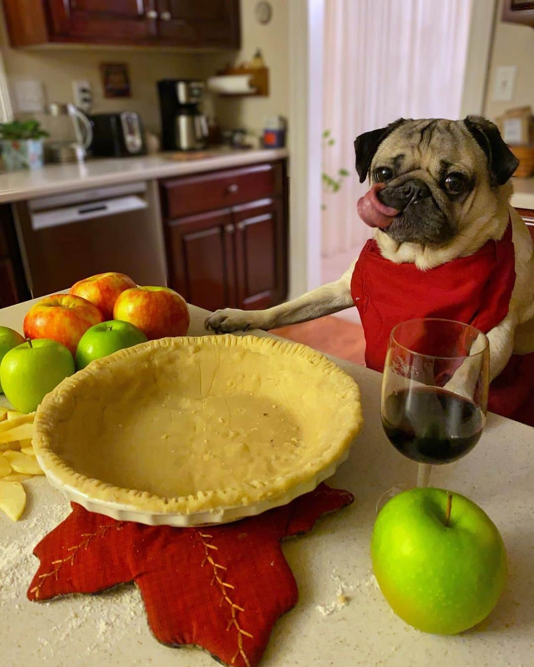 itsdougthepugさんのインスタグラム写真 - (itsdougthepugInstagram)「“Ur either the one prepping the food or eating all the dough” -Doug」11月28日 8時18分 - itsdougthepug