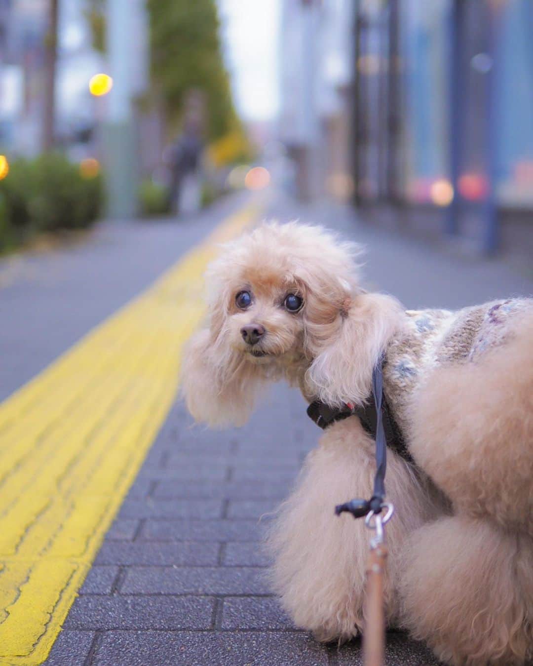 Toypoodle Mikuru?Asakusa Tokyoのインスタグラム：「20191128 Thursday. Good morning! Friends 💕 あさんぽ時間が薄暗くて、写真が撮りにくい季節がやってきた😅 . ❶ 暗いんですよね ❷-❹ ツインテールで誘惑？🤗 . 木曜日って体力的にも一番キツイぜ。 なめママのおススメ3000円以上のユンケル買ってみようか...と真剣に思いコンビニで悩むが、貧乏症なのでお安いユンケル様に手が伸びます😅 . みきゅるん。 週末は大人の放課後デート堪能させてあげるよ。 待ってろよ❤️ . #ツインテール #あさんぽ #私は屍」