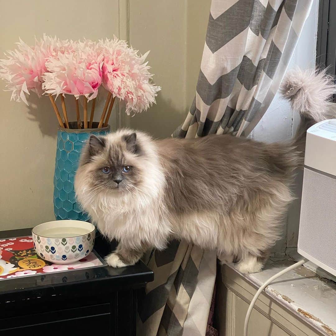 Tinaのインスタグラム：「Caught this handsome fella drinking out of the water bowl in this position this morning 😹 #Blessed」