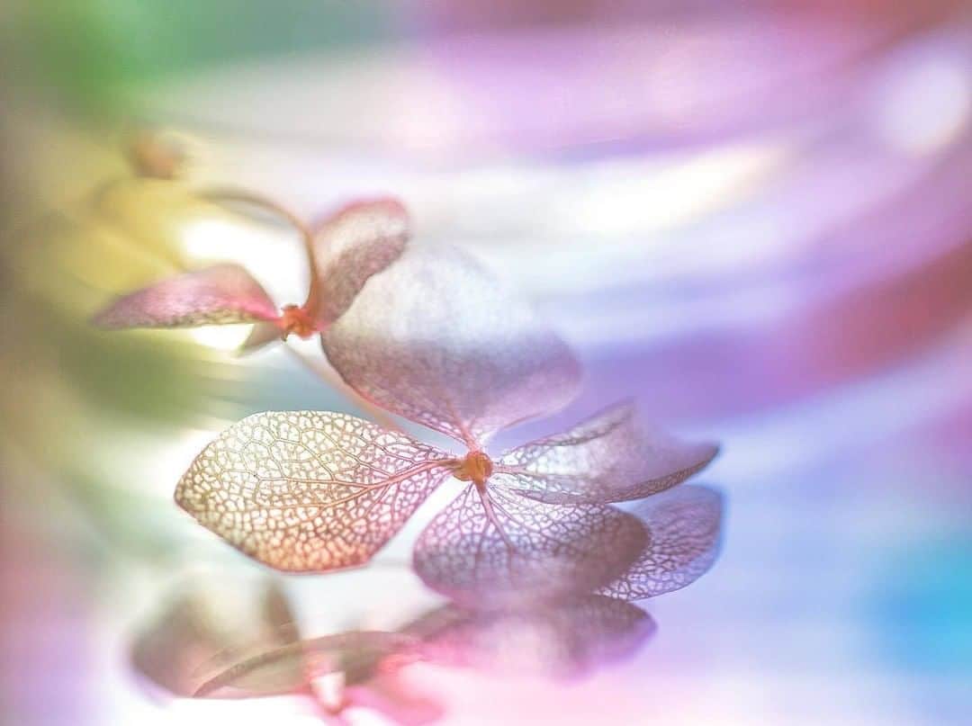 花の写真館のインスタグラム：「Photo by @sizuku.kn.⠀ https://instagram.com/sizuku.kn/⠀ .⠀ Original Post[投稿頂いたURL]⠀ https://www.instagram.com/p/B3Zel8zgFUZ/⠀ .⠀ 本アカウントは、 #私の花の写真 をつけてInstagramに投稿された皆さまの花の写真や、「花の写真館」Facebookページで投稿された花の写真を紹介します。⠀ 「花の写真館」Facebookページは、「 @floral.photograph 」のプロフィールにあるURLからご覧ください。⠀ .⠀ #花の写真館 #floralphotograph #floralphoto #flower #flowers⠀ Follow: @floral.photograph」
