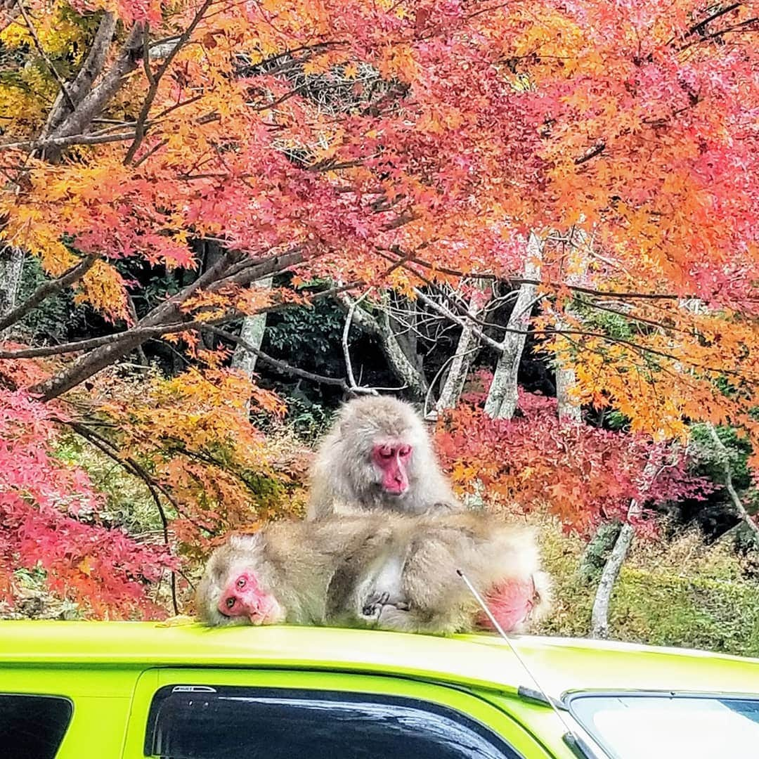 前園真聖さんのインスタグラム写真 - (前園真聖Instagram)「愛媛県の滑床渓谷の紅葉がとても綺麗でした😊 #紅葉 #滑床渓谷 #愛媛 #しこく絶景たび #絶景 #前園真聖」11月28日 19時33分 - maezono_masakiyo