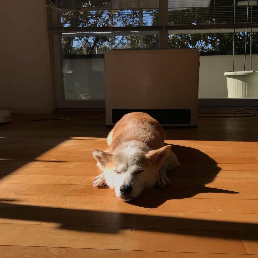 柴犬リリコさんのインスタグラム写真 - (柴犬リリコInstagram)「今週はすっきりしない天気🌨☔️で嫌だワンね🐶 #陽だまりハンター」11月28日 18時11分 - ke_rock_