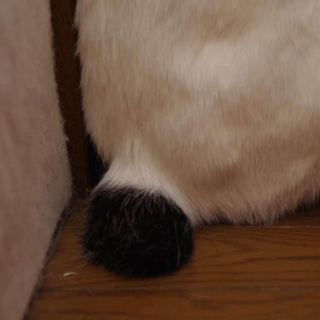 Kachimo Yoshimatsuさんのインスタグラム写真 - (Kachimo YoshimatsuInstagram)「尻尾もそっくり！ 触ってみたけど、ヨウカンさんの尻尾みたいだった。 It resembles Yohkan-san's tail.  #うちの猫ら ＃猫 #ねこ #nanakuro #yohkan #cat #ネコ #catstagram #ネコ部 http://kachimo.exblog.jp」11月28日 18時48分 - kachimo