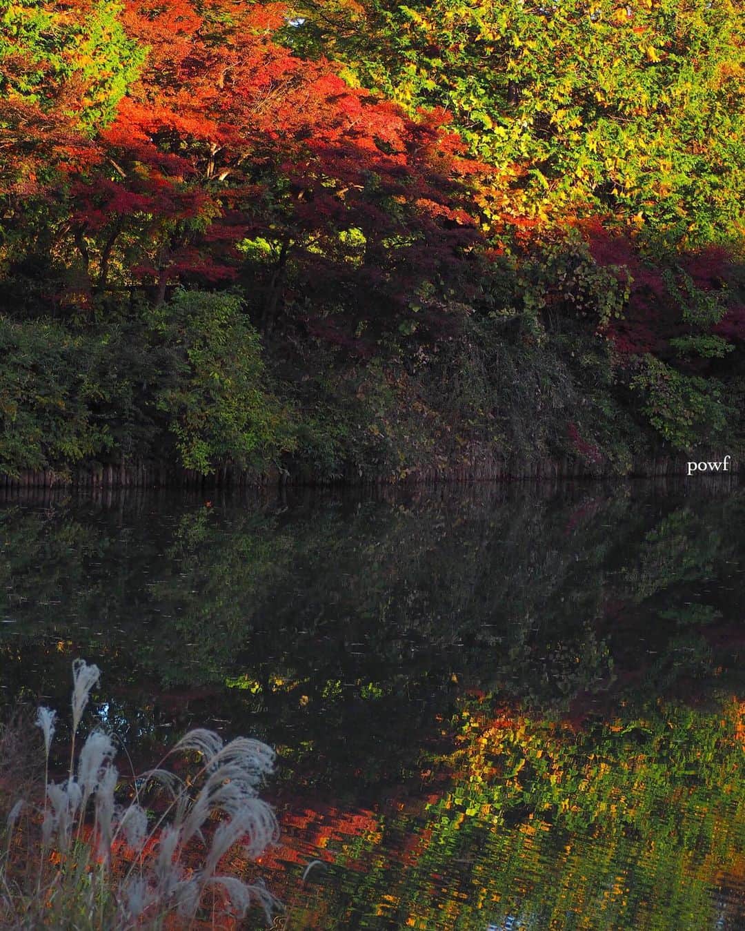 anemone_69のインスタグラム：「. #紅葉 🍁 と #水鏡 . . .」