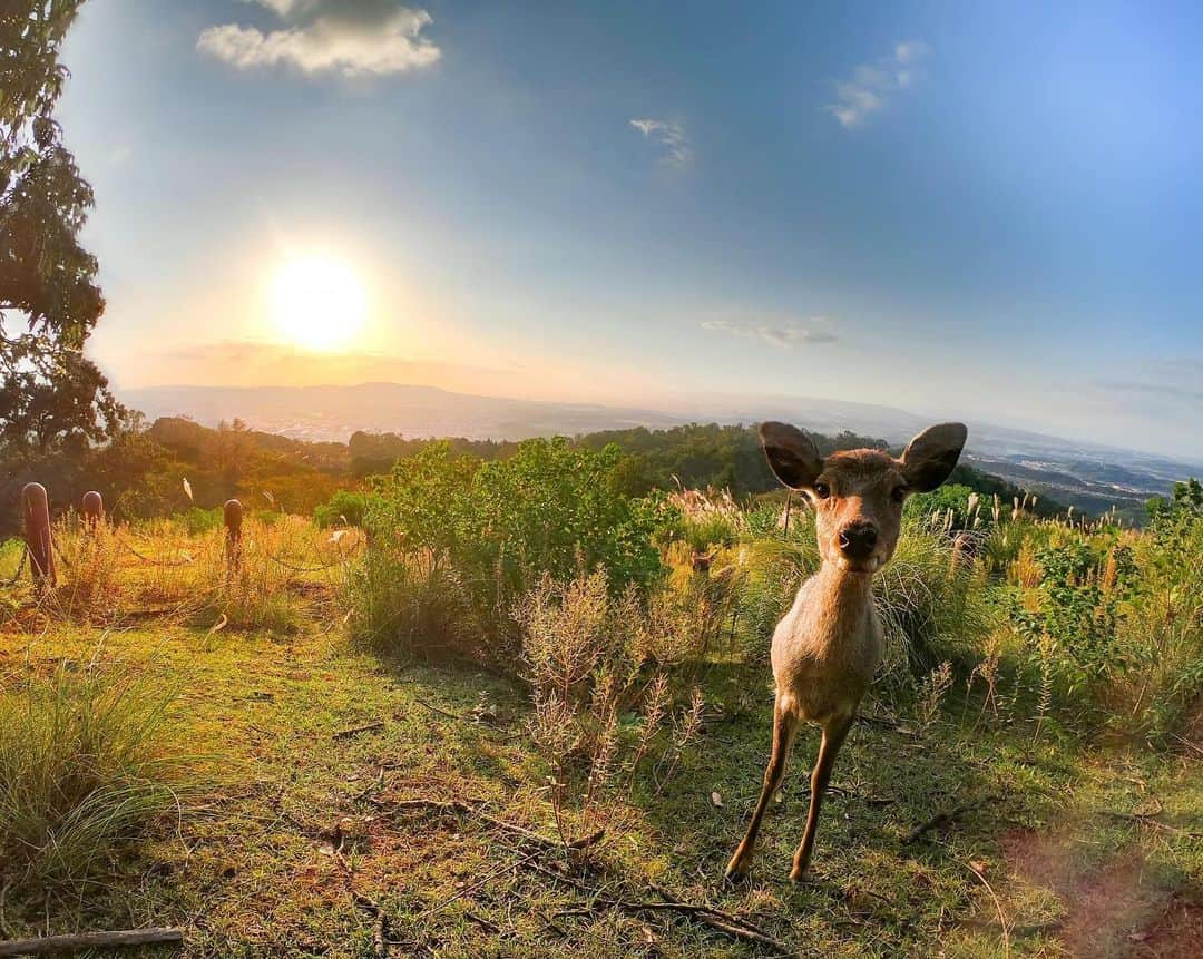 GoProさんのインスタグラム写真 - (GoProInstagram)「「この辺に立っていればいいかな？」🦌 夕日をバックにパーフェクトポーズをとってくている #鹿 を見逃さなかった @gopro.yudai の一枚。 #SuperPhoto で撮影。 ・ ・ ・ #GoPro #GoProJP #GoProのある生活 #奈良 #奈良県 #京都 #TravelJapan #Kyoto #Deer」11月28日 18時59分 - goprojp