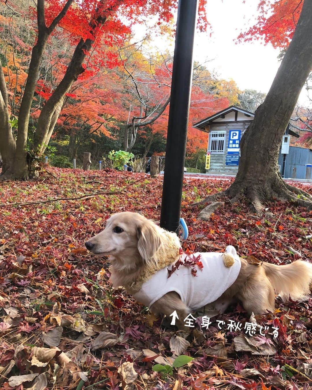 チズさんのインスタグラム写真 - (チズInstagram)「去年ぶりに紅葉狩り🍁 小さい秋みーっけた♪♪ うーん、焼き芋🍠考えておきます。 #六甲山#再度公園#修法ヶ原  #タダスポ #日本の秋 🇯🇵 #紅葉#秋んぽ#晩秋#落葉 🍂 #落ち葉の絨毯#動くマロン　🎥 自然が一番の#インスタ映え #初老ライフ#親父の日常 #Mダックス #ダックス#ミニチュアダックス #ミニチュアダックスフンド #短足犬 #短足部 #カニンヘンダックス #関西ダックス#親父犬 #シニア犬 #犬なしでは生きていけません会 #🐶#💕#ダックス13歳 #インスタでわんこみるのが日課 ♡♡♡」11月28日 19時12分 - sqi.chizu