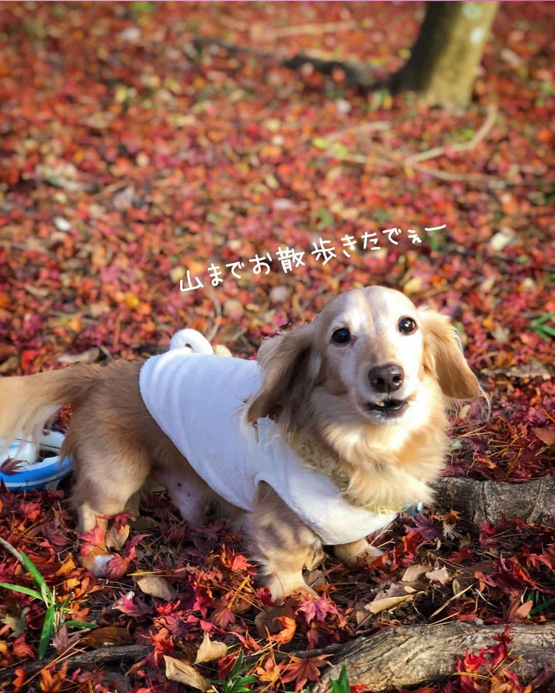 チズさんのインスタグラム写真 - (チズInstagram)「去年ぶりに紅葉狩り🍁 小さい秋みーっけた♪♪ うーん、焼き芋🍠考えておきます。 #六甲山#再度公園#修法ヶ原  #タダスポ #日本の秋 🇯🇵 #紅葉#秋んぽ#晩秋#落葉 🍂 #落ち葉の絨毯#動くマロン　🎥 自然が一番の#インスタ映え #初老ライフ#親父の日常 #Mダックス #ダックス#ミニチュアダックス #ミニチュアダックスフンド #短足犬 #短足部 #カニンヘンダックス #関西ダックス#親父犬 #シニア犬 #犬なしでは生きていけません会 #🐶#💕#ダックス13歳 #インスタでわんこみるのが日課 ♡♡♡」11月28日 19時12分 - sqi.chizu