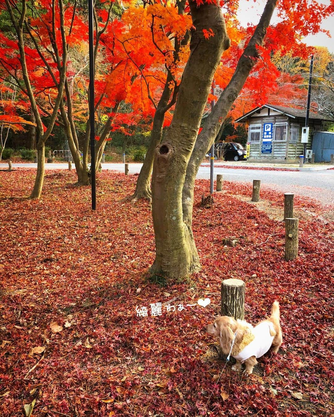 チズさんのインスタグラム写真 - (チズInstagram)「去年ぶりに紅葉狩り🍁 小さい秋みーっけた♪♪ うーん、焼き芋🍠考えておきます。 #六甲山#再度公園#修法ヶ原  #タダスポ #日本の秋 🇯🇵 #紅葉#秋んぽ#晩秋#落葉 🍂 #落ち葉の絨毯#動くマロン　🎥 自然が一番の#インスタ映え #初老ライフ#親父の日常 #Mダックス #ダックス#ミニチュアダックス #ミニチュアダックスフンド #短足犬 #短足部 #カニンヘンダックス #関西ダックス#親父犬 #シニア犬 #犬なしでは生きていけません会 #🐶#💕#ダックス13歳 #インスタでわんこみるのが日課 ♡♡♡」11月28日 19時12分 - sqi.chizu