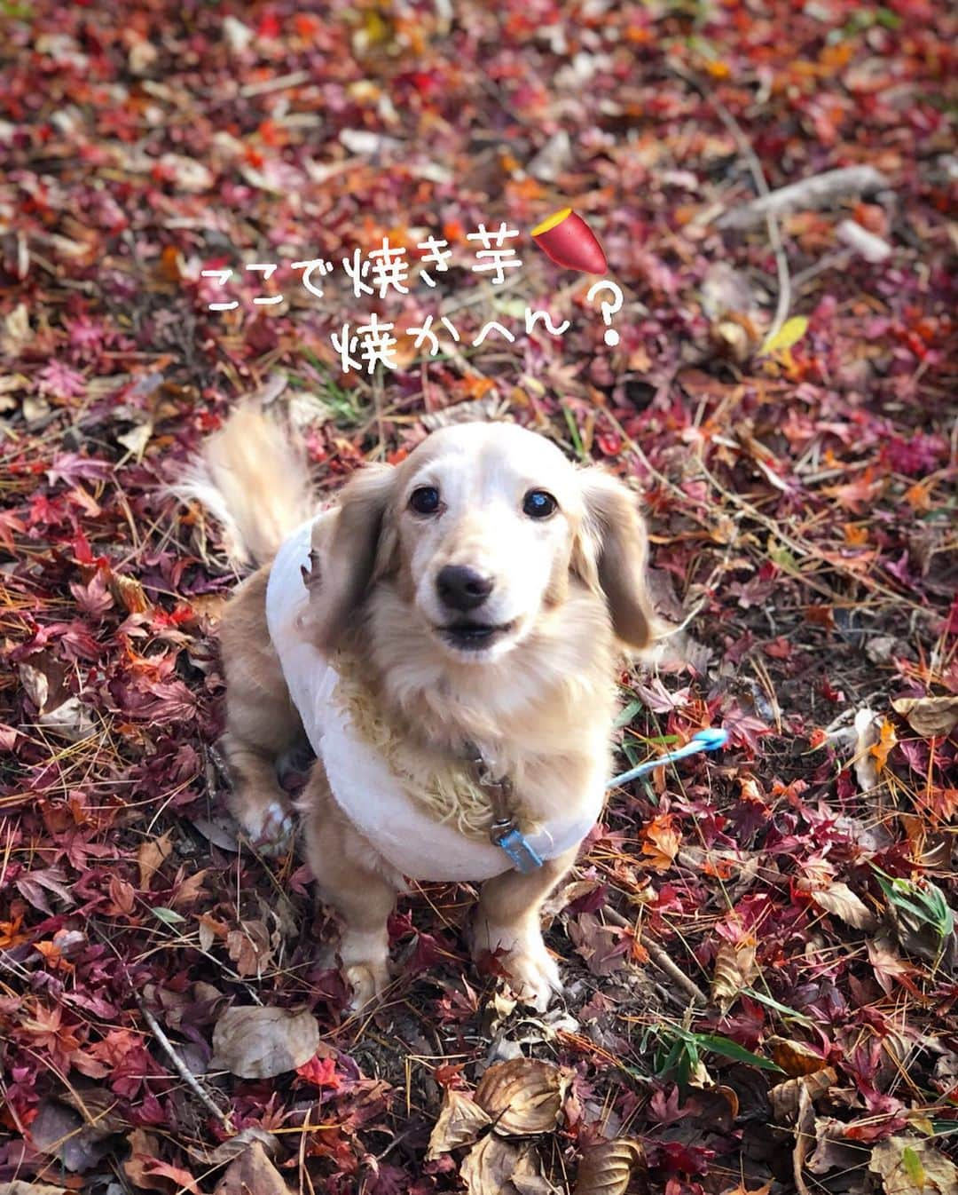 チズさんのインスタグラム写真 - (チズInstagram)「去年ぶりに紅葉狩り🍁 小さい秋みーっけた♪♪ うーん、焼き芋🍠考えておきます。 #六甲山#再度公園#修法ヶ原  #タダスポ #日本の秋 🇯🇵 #紅葉#秋んぽ#晩秋#落葉 🍂 #落ち葉の絨毯#動くマロン　🎥 自然が一番の#インスタ映え #初老ライフ#親父の日常 #Mダックス #ダックス#ミニチュアダックス #ミニチュアダックスフンド #短足犬 #短足部 #カニンヘンダックス #関西ダックス#親父犬 #シニア犬 #犬なしでは生きていけません会 #🐶#💕#ダックス13歳 #インスタでわんこみるのが日課 ♡♡♡」11月28日 19時12分 - sqi.chizu