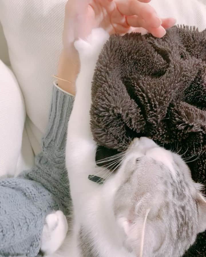 kinaxのインスタグラム：「. good evening(๑′ᴗ‵๑)🌃in Japan, and good morning, good afternoon, good night for world friends! . . 今日も雨降りで寒かったね❄️ . ここ数日喉が痛くて、乾燥してるしなぁと 思っていたんだけど 食事がし辛いから鏡で見てみたら むちこさんの手足口病が移ってしまったようで 喉のところに大量の口内炎がっ(´Д` ) . 喉が痛いだけで別に熱とかもないし、 手足口病は薬の処方はないって言われたから 病院は行ってないのだけど もう移らないだろうと油断していたー(´Д` ) . 早く治るといいな(´Д` ) . . 話は変わって この前アドバイスをもらったので 料理中にキッチンのカウンターに ガムテープトラップを仕掛けてみたんだけど 足をべべべべっとやるけど あんまり気にしない様子で侵入されたよ(´Д` ) . ふたりとも嫌がると思ったんだけどなぁ(´Д` ) ざんねん！！ . 別の案を試してみますʕ •́؈•̀ ₎苦笑 . . 今日のふみふみは爪切りしたてなので 痛くなくてよかったʕ •́؈•̀ ₎♡ . 甘えてくるのは可愛いねぇ♡ . . みんなも風邪とかひかないように 暖かくして寝てね！ . #kinaxvideo #猫バカ部 #ねこすたぐらむ #保護猫 #ふみふみ動画 #この毛布が好きらしい 2019/11/28」