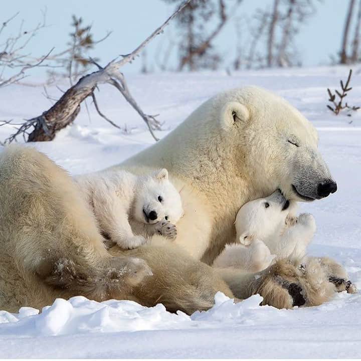 Baby Animalsさんのインスタグラム写真 - (Baby AnimalsInstagram)「Snuggles in the snow! ❄️」11月28日 11時12分 - thebabyanimals