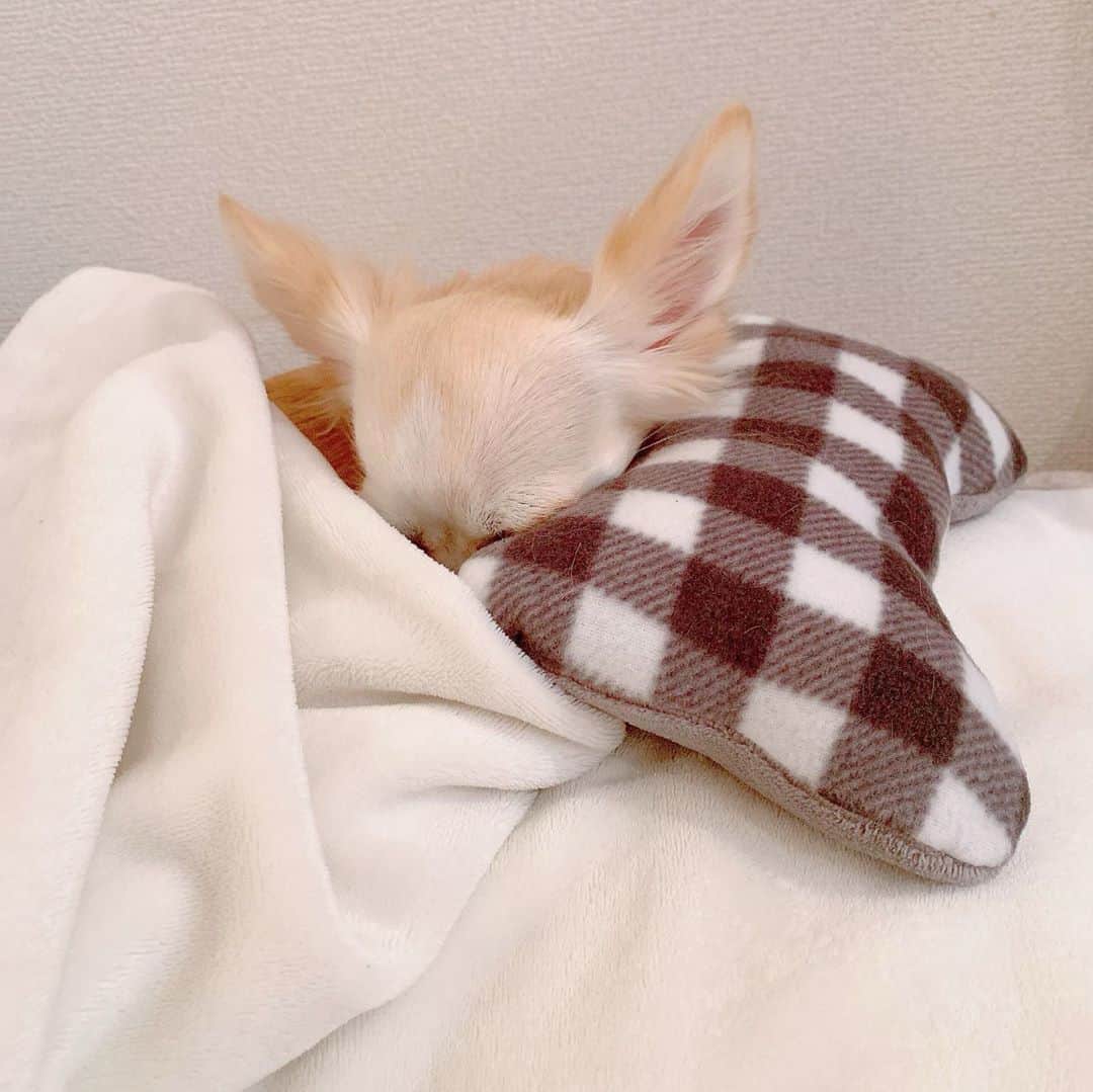 堀尾実咲さんのインスタグラム写真 - (堀尾実咲Instagram)「寒くってずっと毛布のなかにいるよ🐰💤❄️」11月28日 11時14分 - misaki.horio
