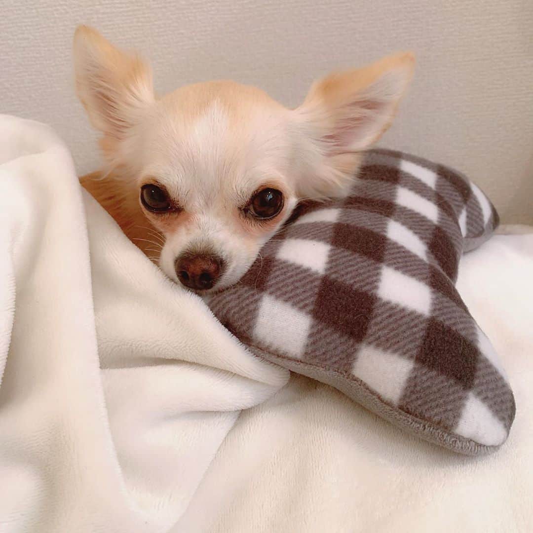 堀尾実咲のインスタグラム：「寒くってずっと毛布のなかにいるよ🐰💤❄️」