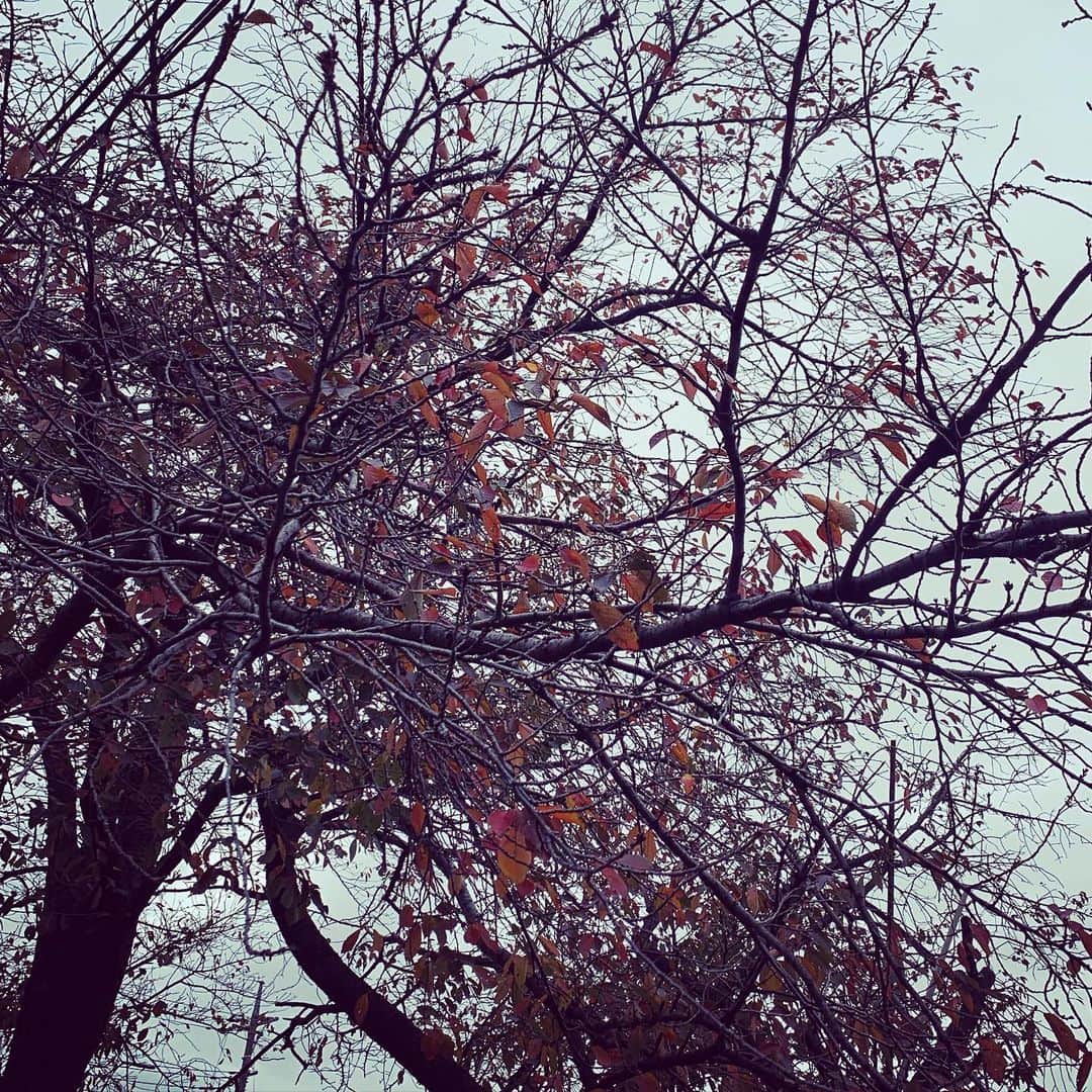 宙也さんのインスタグラム写真 - (宙也Instagram)「桜紅葉。」11月28日 11時16分 - chuya_aquarius