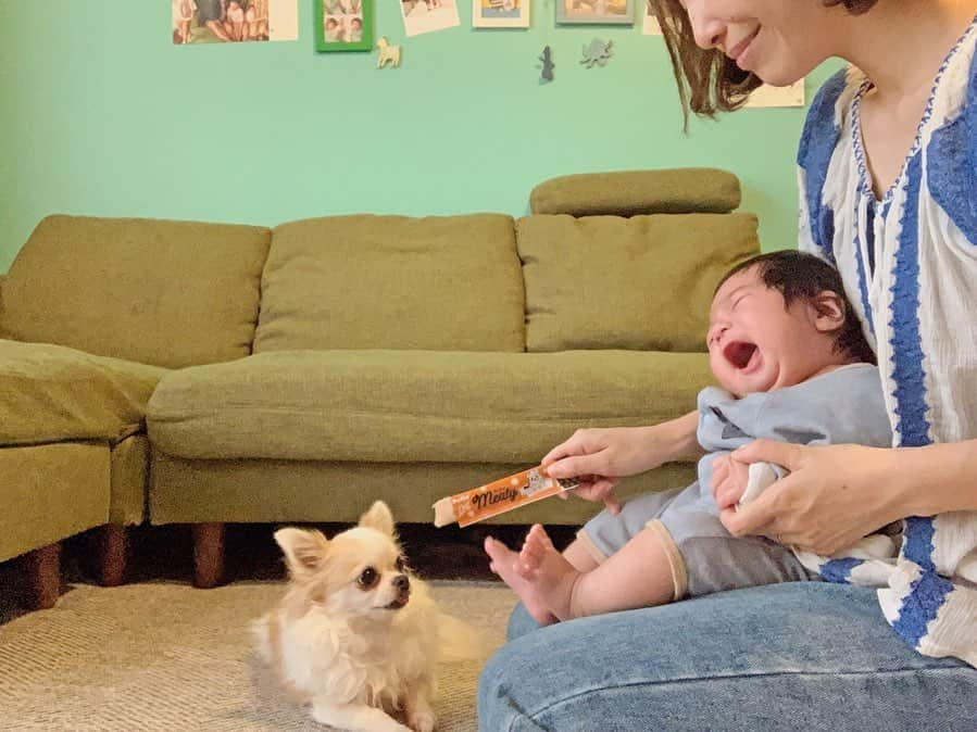 むらたさきさんのインスタグラム写真 - (むらたさきInstagram)「🦴🦴 ． パン🐶＆チーちゃん🐶用に ペティオのミーティをいただいたので、 最近のご褒美おやつはコレ♡👏🥰 ． 今まで カリカリフードしか食べたことがなかったパンチーは もう大大大興奮で食べとる〜🙏🥺💘 (添加物不使用🎊💯💯) ． ． そりゃ、そうやよねぇ🐶💡 ． 人間の食べ物で考えてみると、 板チョコもおいしいけれど チョコレートクリームの乗ったケーキの方が “わぁ🍰😍”っとなるよね〜😋 ． (個人的な好みすぎる例え…🙏🤣笑) ． ． ． スティック状になった生食感のおやつなので、 手や食器を汚さずに 適量を絞り出してあげられるし、 散歩やお出かけにも持って行きやすいところが 飼い主的にも◎でした👌🐕🏃‍♀️✨ ． ． ． チーちゃん🐶はいつも 撫でて撫でて〜♡と人間の近くにおるので チーちゃんばかり登場しとるけれど、 マイペースなパン🐶は、 昼間はソファの下に潜って寝とる👏☺️💤 ． 夜になるとお布団にやってきて、 5人と2匹みんなで一緒に寝とるのであったかい♨️🥰 ． 🙋‍♂️🙋‍♀️👦👦👶🐶🐶♡ ． ． ． ． 三男はまだ、パンチー🐶をたまに目で追う程度で あまり存在に気付いていないので、 ちーちゃんを目の前にしても大あくび👏😂😂 ． アゴ🤤♡ (1枚目) ． ． ． ． ． ． ． ． ． ． ． #生後2ヶ月 #8歳 🐶 #9月10日生まれ #三兄弟 の三男👶 #チワワ部 #いぬすたぐらむ #犬と赤ちゃん #ペティオ #ミーティ #pr#petio#meaty #dogstagram @petio_」11月28日 11時57分 - muratasaki