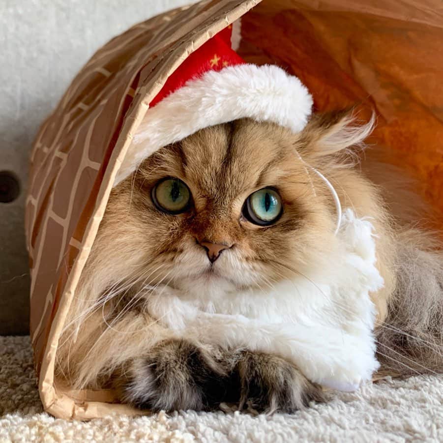 にこさんのインスタグラム写真 - (にこInstagram)「Peco Christmas🤶🏻🎄🌟 クリスマス号のサンタの帽子。 ヒゲ付き～❣️ @pecobox_official  #pecobox #pecoboxクリスマス #pecoboxが届いたよ  #pecoねこ部  #ペコボックス #ペコBOX  #チンチラゴールデン  #猫のおもちゃ  #ねこのおもちゃ #サンタクロース #猫サンタ」11月28日 12時18分 - nikon.neko.official