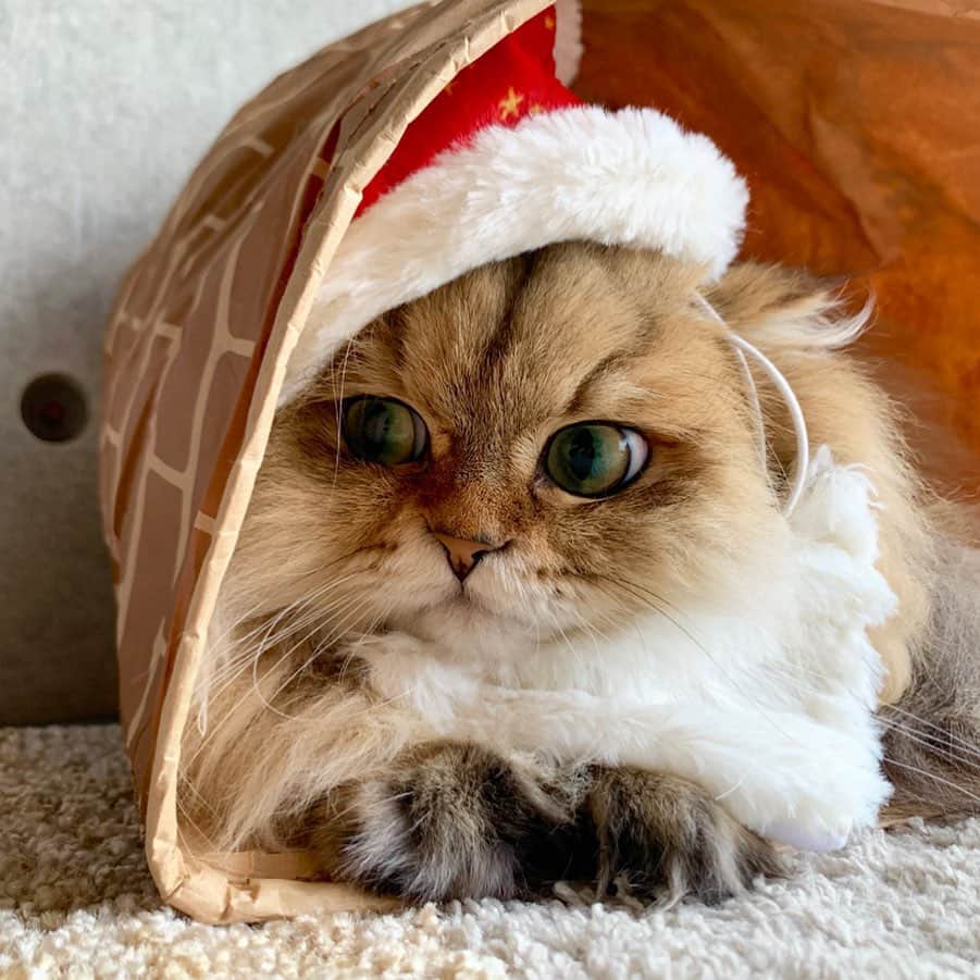 にこさんのインスタグラム写真 - (にこInstagram)「Peco Christmas🤶🏻🎄🌟 クリスマス号のサンタの帽子。 ヒゲ付き～❣️ @pecobox_official  #pecobox #pecoboxクリスマス #pecoboxが届いたよ  #pecoねこ部  #ペコボックス #ペコBOX  #チンチラゴールデン  #猫のおもちゃ  #ねこのおもちゃ #サンタクロース #猫サンタ」11月28日 12時18分 - nikon.neko.official